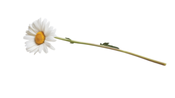 Beautiful Close-up Image of a Single Daisy Flower with a Bright Yellow Center Perfect for Nature and Floral Design Projects. png
