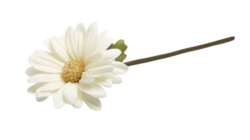 A single white daisy flower on a black background png