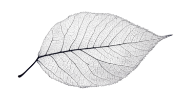 A Close-Up View of a Single Dry Leaf Capturing the Intricate Vein Patterns - Ideal for Nature and Texture Illustrations. png