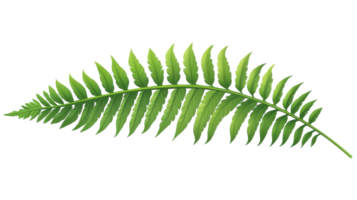 A Close-Up of a Single Fern Leaf Highlighting Its Intricate Veins Perfect for Nature-Related Projects and Educational Purposes. png