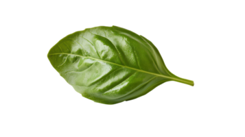 A single fresh basil leaf ideal for culinary use, food photography, and herb representation with a glossy green appearance enhancing your design projects. png