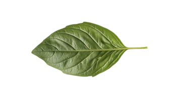 Single Fresh Basil Leaf with Prominent Veins Ideal for Culinary Illustrations and Botanical Studies. png