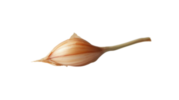 solteiro alho dente de alho isolado em branco fundo para culinária usa e saúde benefícios visualização. png