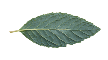 Fresh Mint Leaf Close-Up Image Displaying Its Fine Details for Culinary and Herbal Use in Various Applications. png