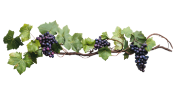 A Captivating Close-Up of a Single Grapevine with Lush Green Leaves Perfect for Nature and Agriculture Designs. png