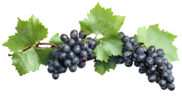 A Detailed View of a Single Grapevine with Lush Green Leaves Perfect for Educational and Culinary Illustrations. png