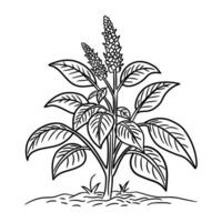 A plant with leaves and flowers on a white background vector
