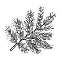 A sketchy style icon of pine branch vector