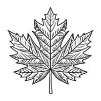A sketchy style icon of maple leaf vector