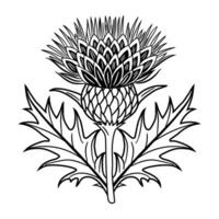 Thistle flower with leaves and leaves in black and white vector
