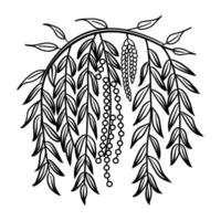 Willow branch with leaves and berries illustration vector