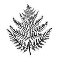 A black and white illustration of a fern leaf vector