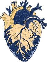 A vintage illustration of heart valve vector