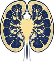 A vintage style illustration of kidneys vector