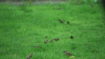 exuberant sparrow group find and eat food on the grasses video