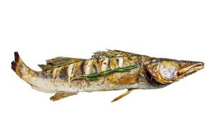 Grilled Zander, walleye fish with herbs and lemon on a plate. Isolated on white background. photo