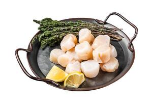 Raw scallops in a steel tray with herbs. Isolated on white background. Top view. photo