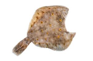 Raw whole flounder flatfish fish Isolated on white background, top view. photo