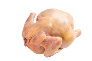 Raw eco farm chicken carcass on the cutting board isolated on white background photo
