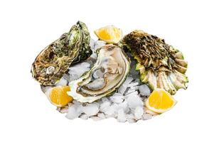 Fresh oysters with lemon on ice. Isolated, white background. photo