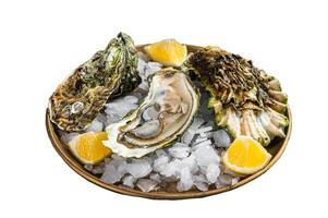Fresh oysters with lemon on ice. Isolated on white background photo