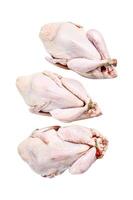 Raw quails on a kitchen table. Isolated on white background, Top view. photo
