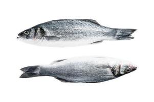 Fresh raw seabass fish Isolated on white background, top view. photo