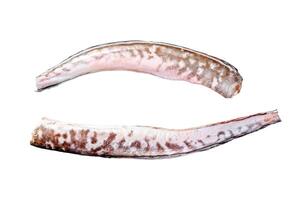 Raw king klip, congrio fish. Isolated on white background. Top view. photo
