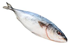 Fresh whole raw Japanese yellowtail. Fish Amberjack. Isolated on white background. photo