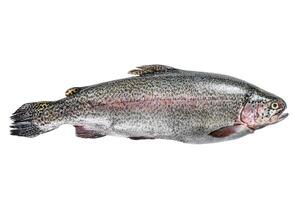 Raw Rainbow trout fish on a table. Isolated on white background. photo
