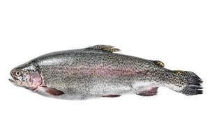 Raw Rainbow trout fish Isolated on white background. Top view. photo