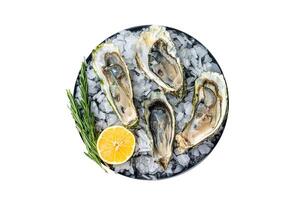 Seafood appetizer - Opened Fresh oysters with lemon and ice. Isolated on white background. photo