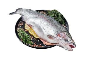 Raw Sea trout, fresh fish on a plate with herbs. Isolated on white background. Top view. photo