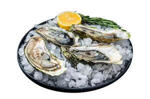 Seafood appetizer - Opened Fresh oysters with lemon and ice. Isolated on white background. Top view. photo