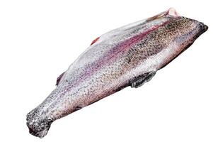 Raw whole trout fish without a head. Isolated on white background. photo