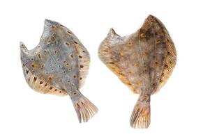 Raw whole flounder flatfish fish Isolated on white background, top view. photo