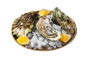 Fresh oysters with lemon on ice. Isolated on white background. Top view. photo