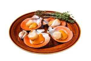Shellfish raw Scallops on a rustic plate with thyme. Isolated on white background. photo