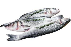 Raw seabass fish on a tray. Isolated on white background. Top view. photo