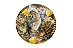 Fresh oysters with lemon on ice. Isolated on white background. photo
