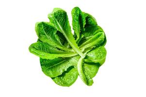 Ripe organic green salad Romano Isolated on white background. Top view. photo