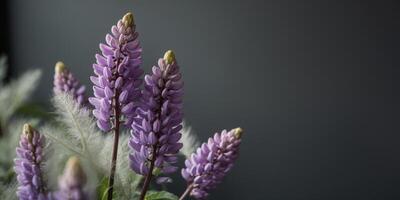 Purple Lupine Flowers on Dark Background. photo