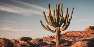 A Single Barrel Cactus with Sharp Spines in a Rocky Landscape. photo