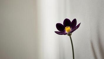 A tight shot of a purple flower with a yellow stamen at its core. photo
