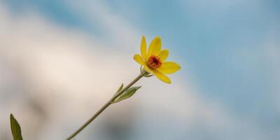 A flower on a stem with a blurred background and a blue sky. photo