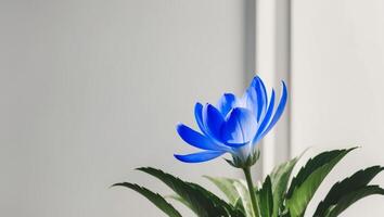 A tight shot of a blue bloom surrounded by leaves at its base. photo