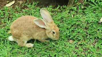a small fluffy eared rabbit sits on a green meadow and eats young green grass close-up, in the evening, with bright warm sunlight. Easter Bunny video