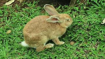 a small fluffy eared rabbit sits on a green meadow and eats young green grass close-up, in the evening, with bright warm sunlight. Easter Bunny video