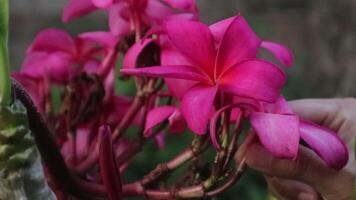 Close up of pink flower plumeria or named frangipani blowing wind video