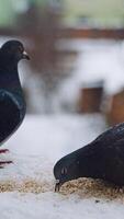 Doves sitting out the window. Close up of dove bird sitting and eating on window sill. Vertical video
